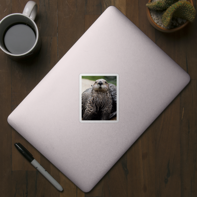 Cute Sea Otter by DeniseBruchmanPhotography